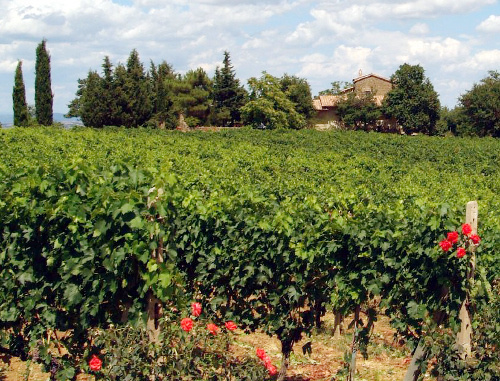 Vineyard in Montalcino, Tuscany, Italy. Photo: Giovanni, http://www.flickr.com/photos/pracucci
