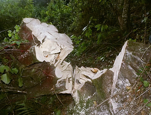 Traces of illegal logging at the site of Kudepsta TPP; Sochi, township Kudepsta, September 6, 2012. Photo by Tatiana Osipova, http://ewnc.org