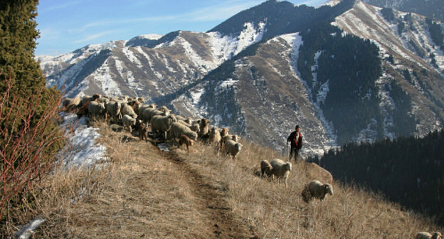 Mountain pastures in Dokuzparinsky district of Dagestan. Photo http://flnka.ru/