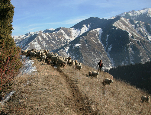 Mountain pastures in Dokuzparinsky district of Dagestan. Photo http://flnka.ru/