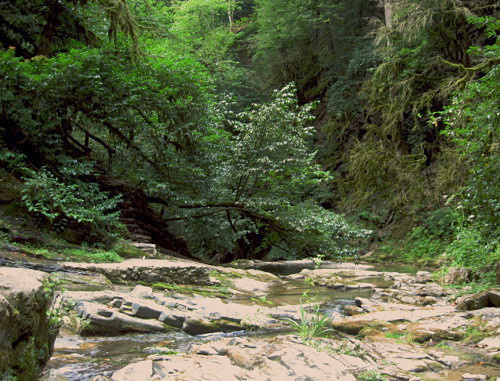 The Bezumenka river gorge which flows into the Sochi river. Sochi, Khosta District, August 2013. Photo by Vyacheslav Yaschenko for the "Caucasian Knot"