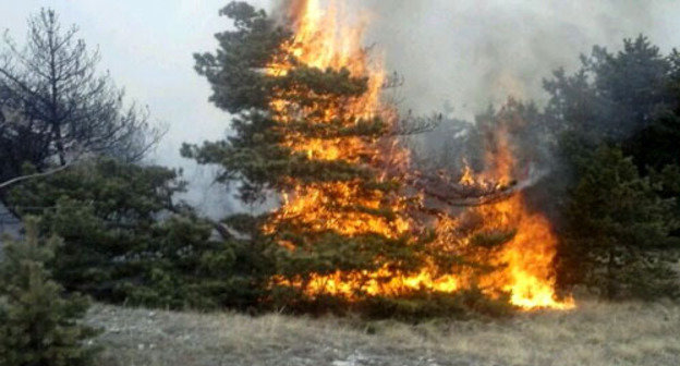 Forest is on fire for a week after special operation in Gumbet District of Dagestan, locals report. Dagestan, march 2014. Photo courtesy of an eyewitness