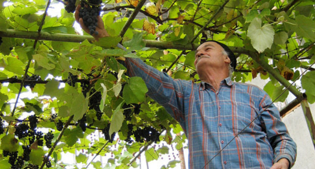 Georgia, Kakheti region. A winegrower is reaping a harvest. Photo: Mzuriana https://www.flickr.com/photos/hailebet/9406241456/