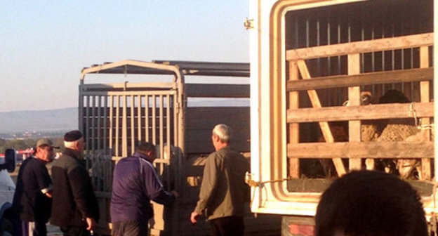 Residents of Chechnya standing near the trucks with sacrificial animals for Eid al-Adha. October 2014. Photo by Magomed Magomedov for the ‘Caucasian Knot’. 