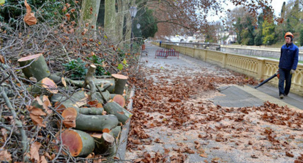 Converted timber in the streets of Sochi. November 2014. Photo by Svetlana Kravchenko for the "Caucasian Knot"