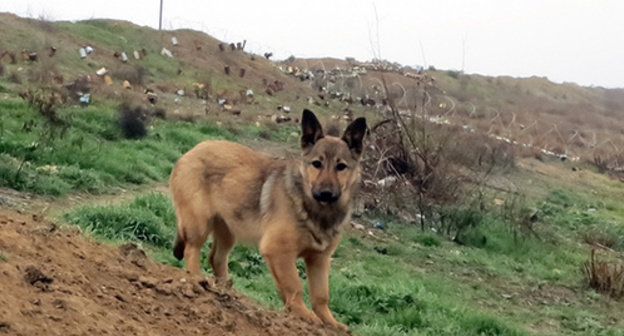 A dog on the contact line. Photo by Alvard Grigoryan for the "Caucasian Knot"