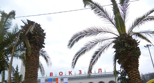 Palm trees near Sochi Railway Station being damaged by insects brought from Italy. Photo by Svetlana Kravchenko for the ‘Caucasian Knot’.   