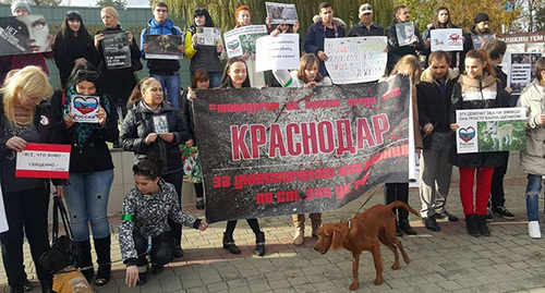 A picket in Krasnodar against animal abuse. Photo by Alexei Mandrigheli for the "Caucasian Knot"