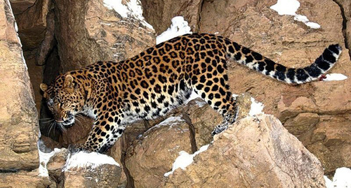 Persian leopard. Photo: http://green-city.su/russkie-zapovedniki-v-kino/