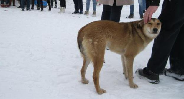 Stray dog. Photo by Konstantin Volgin for the Caucasian Knot. 