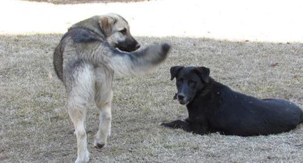 Stray dogs. Photo by Vyacheslav Yaschenko for the "Caucasian Knot"