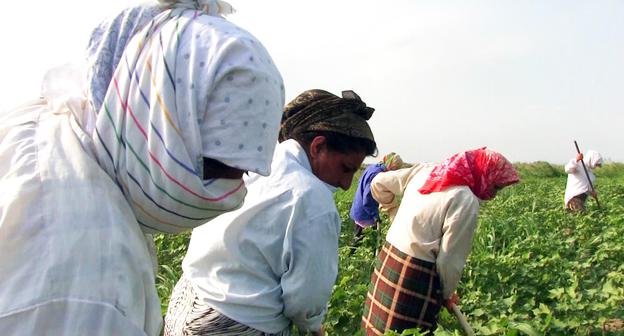 Cotton growers, Azerbaijan, June 2018. Photo: Meydan TV.