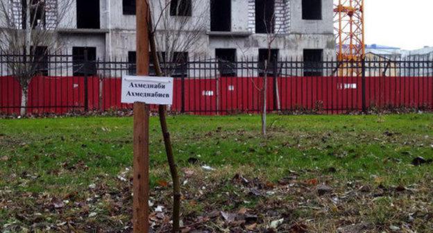 Tree planted in memory of journalist Akhmednabi Akhmednabiyev. Photo by Rasul Magomedov for the Caucasian Knot