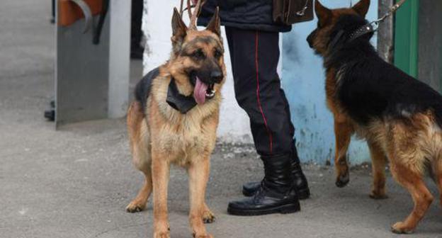 Service dogs. Photo: Elena Sineok/Yuga.ru