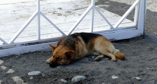 Stray dog at the Sochi beach. Photo by Svetlana Kravchenko for the Caucasian Knot