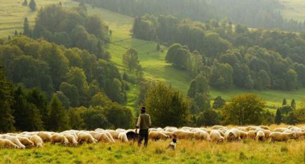 Shepard with a herd of sheep. Photo: pixabay.com