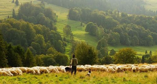 Shepard with a herd of sheep. Photo: pixabay.com