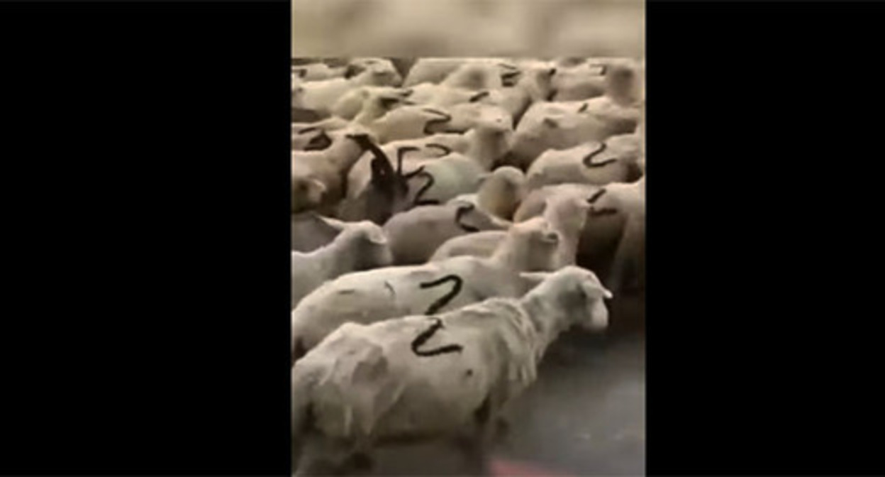 A flock of sheep with a Z symbol on their sides. Screenshot: https://www.youtube.com/watch?v=UrqaicvyrSw