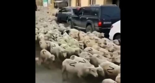 Sheep with Z symbol on their sides. Screenshot: https://www.youtube.com/watch?v=UrqaicvyrSw