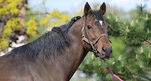 The stallion Zazu, photo: https://t.me/s/RKadyrov_95